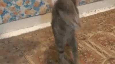 A different kind of zoomie