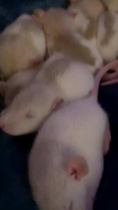 Vanilla bean cuddles