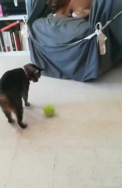 Professional tennis player