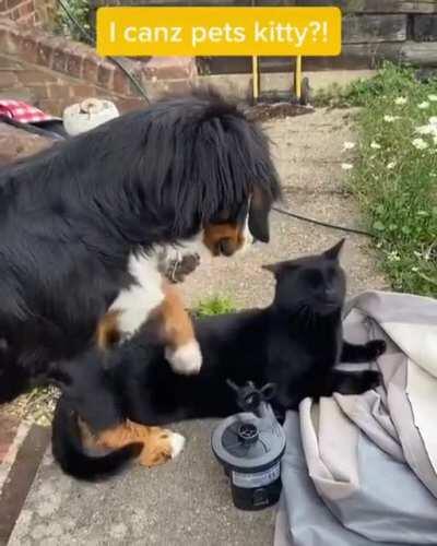 Can I pet that kitty?