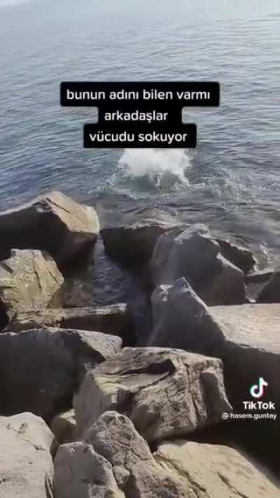 WCGW Holding a jellyfish