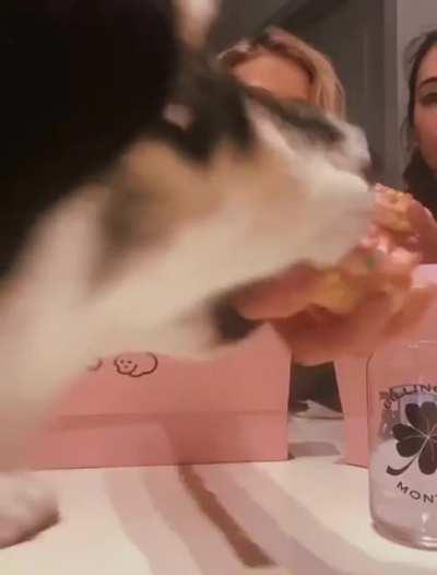 I will show a delicious cookie to the internet close to a dog, WCGW?