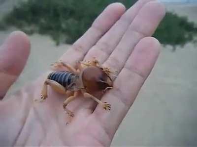 Huge potato bug