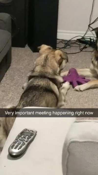 The brown one doesn't like to share.