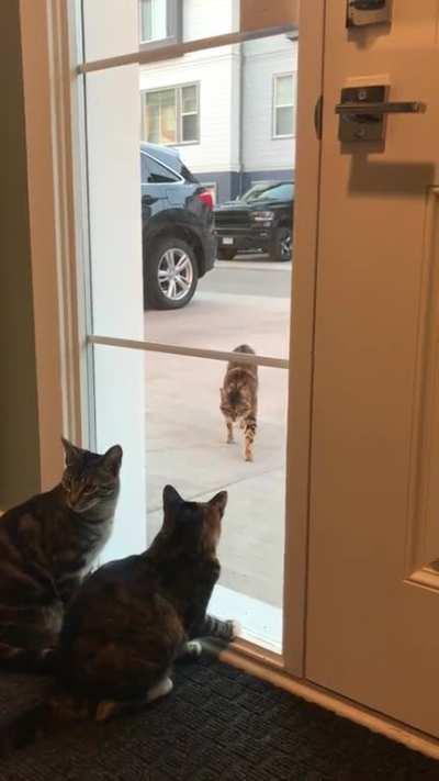 My kitties meeting the neighbors cat!