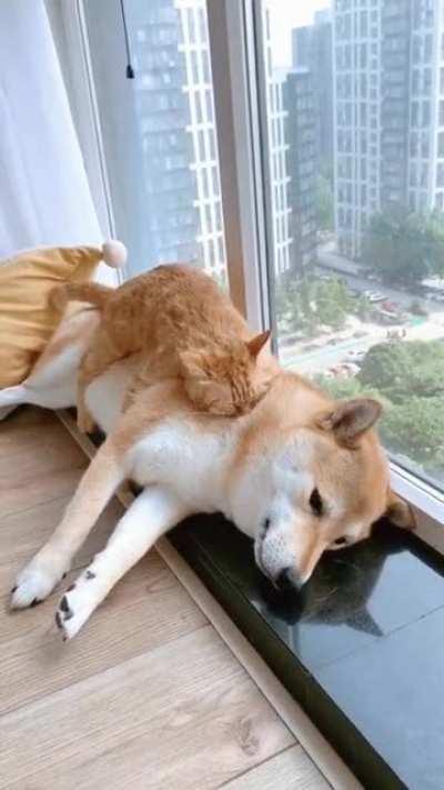 PaRalYzEd doGGo suCCumbs to GRoTesQue fEEdinG ParAsiTe!