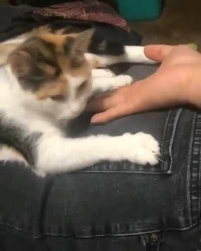 fUcKiNg cAt eAtS HiS OwNeR WhIlE AlIvE, sTaRtInG WiTh hIs aSs