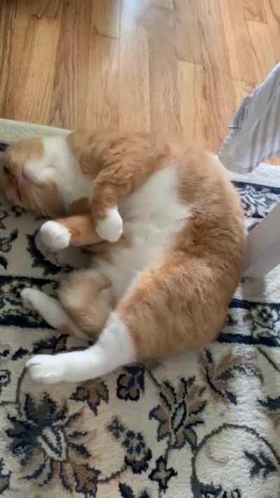 Kitty needs belly rubs