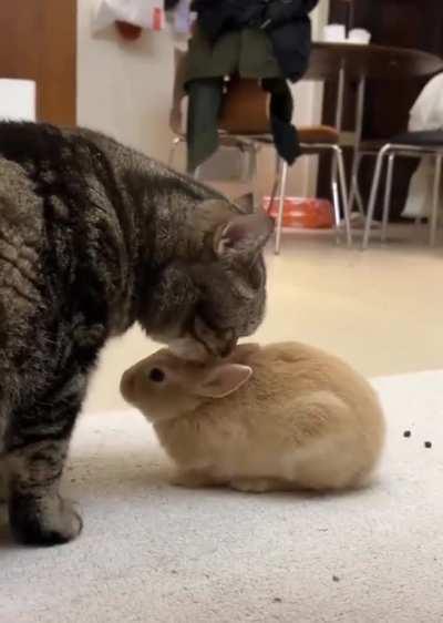 Cat licking a bunny clean