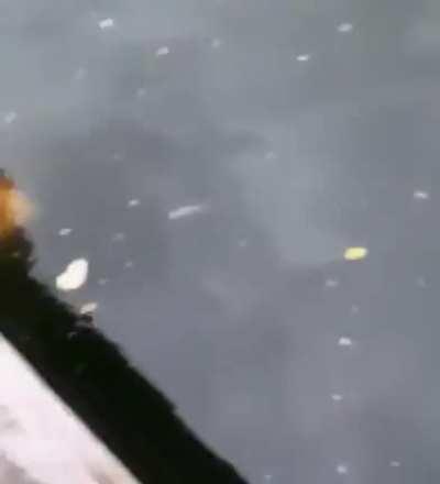 Nice knowing you pet fish