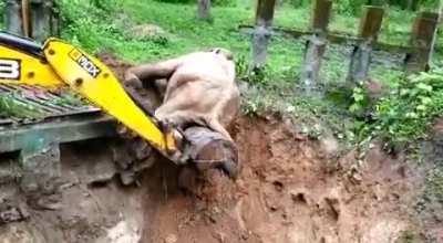 Construction workers find an elephant stuck in a ditch and gives the guy a boost!