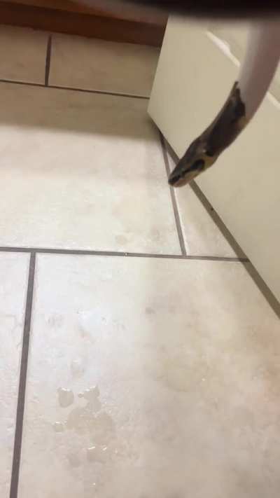 Snake drooling after bath?