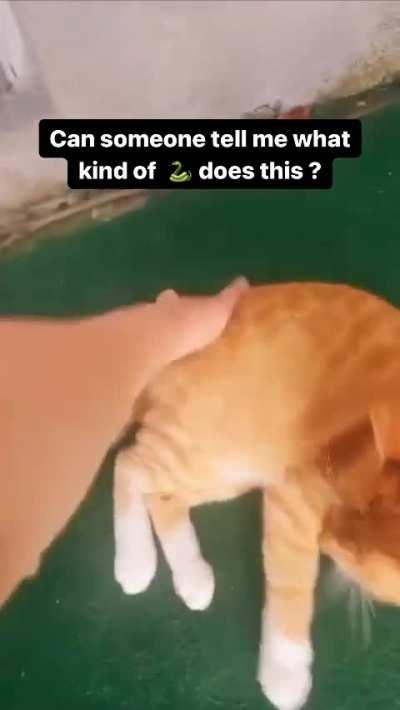 The average cat's reaction time is 20-70 milliseconds, which is faster than the average snake's time of 44-70 ms