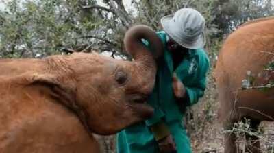 Just your average day at the Sheldrick Wildlife Trust