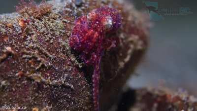 🔥 Tiny ruby octopus checking me out on last nights dive [OC]