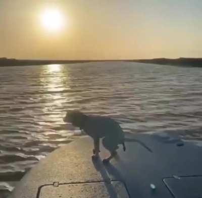 WCGW having a dog on a boat