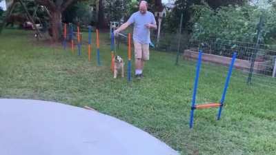 Dog missteps and breaks his neck, DyInG iNsTaNtLy