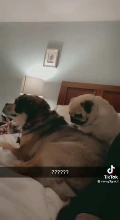 Scratch my back, please!