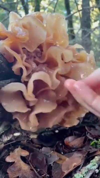Leafy brain fungus