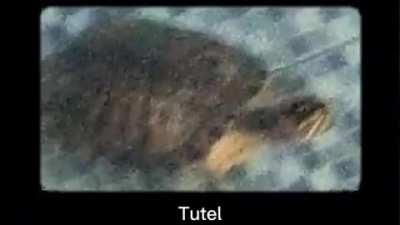 Tutel :)