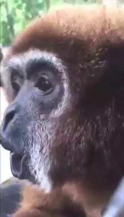 Gibbon charging up nicely