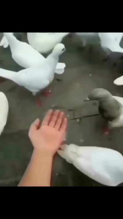 PedroDBR - Video #5233