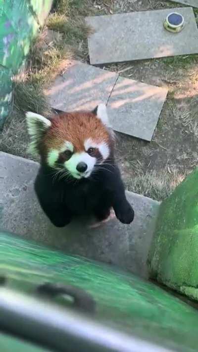 Red Panda Noises