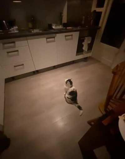 Walked into our kitchen as soon as we were going to bed. Not my cat.
