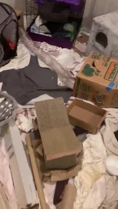 Quick tour of what Ferretopolis currently looks like (feat. two cuties)