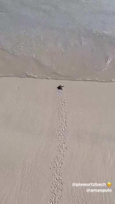 Pia Wurtzbach Yellow-Bra Bouncing