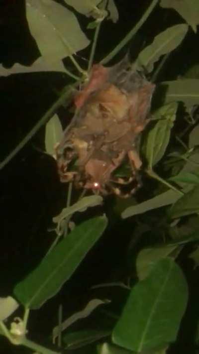 Any idea what type of spider this is? Found it in my garden in south africa, going to have nightmares about this fella