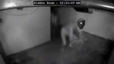 Planetary raids be like