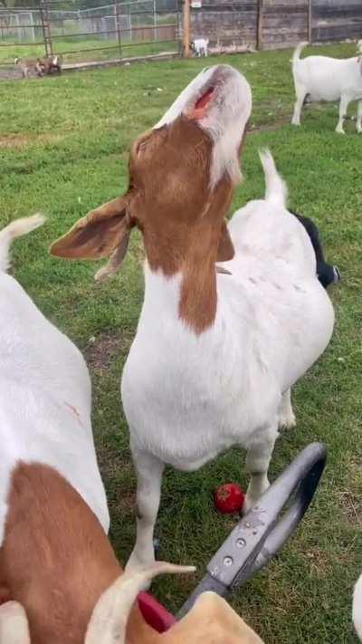 Ever seen a goat eat a tomato?