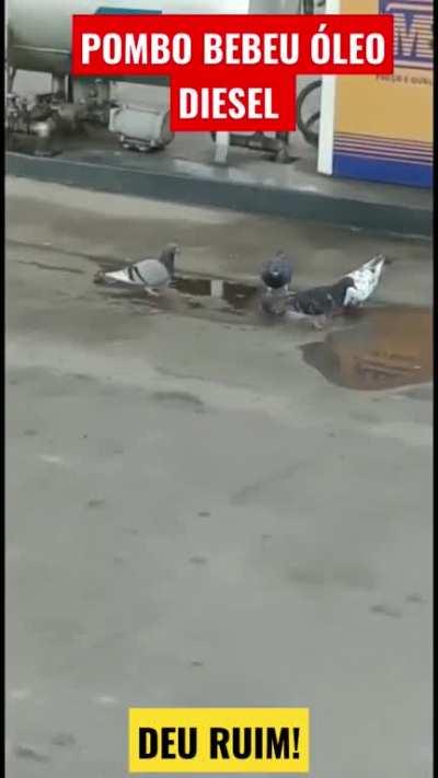 Como que tanka o pombil?