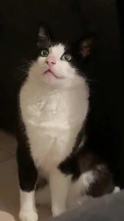 Cat’s broken. There was nothing on the wall so I’m convinced he can see ghosts.