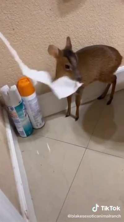 Nugget is just eating