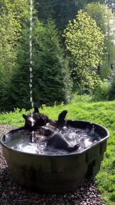 🔥 Bear enjoying a good bath 🔥