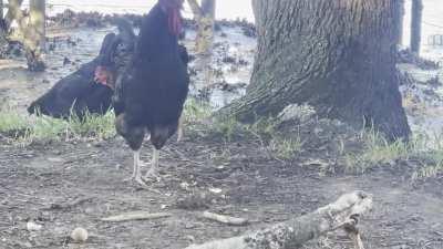 Many don’t know, but when roosters find food, they call the hens, pick up and drop pieces for the hens, and won’t eat until all hens have had some