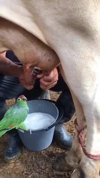 Lorito toma leche de vaca