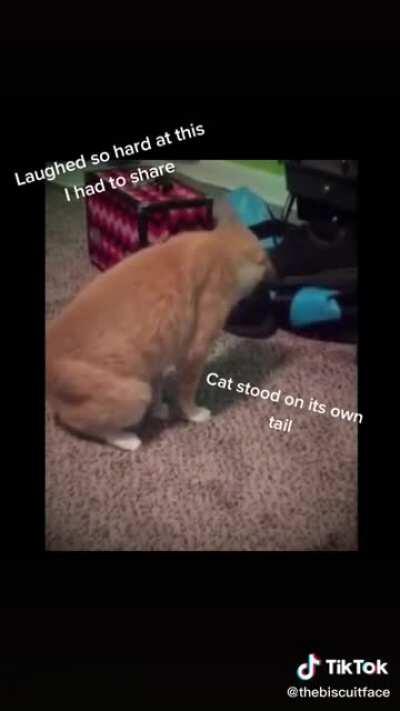 How to Somersault. Cat style.