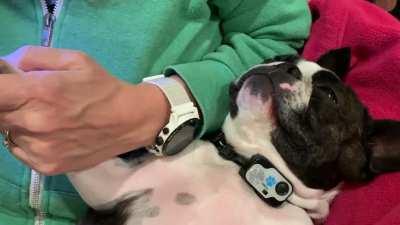 My good girl can fall asleep getting her nails done.