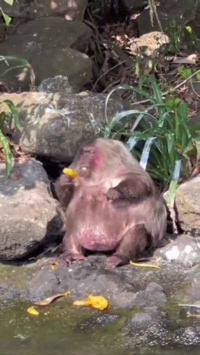 A Fat Monkey Eating Mangoes By The Riverside
