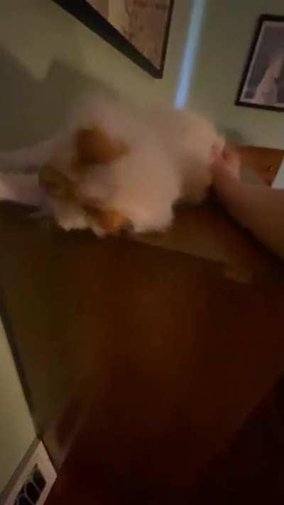 Screamy blep monster enjoys pets