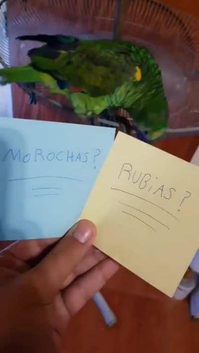 el ave nacional de argenzuela