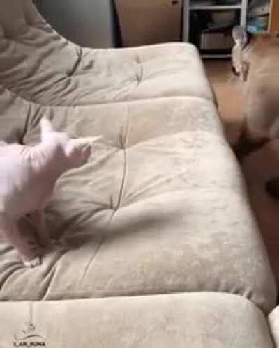 Bingus vs Big Floppa