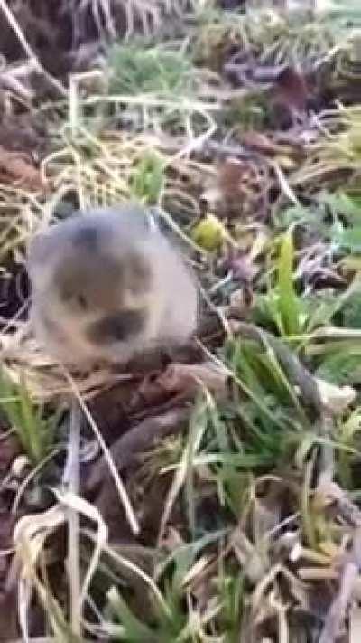 Cutest little baby animal EVER.