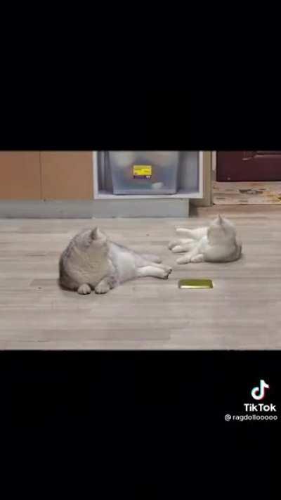 lllloooooollllll hahahaha