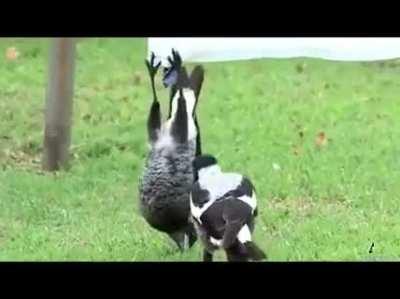 I'm a bat!!! F*** you!!!