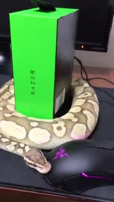 I bought a mouse. When I tried to take a picture, he passed it around