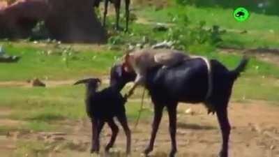 Meanwhile in Macedonia